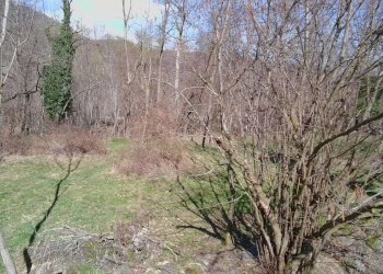 img-20250313-wa0017 - Agricultural land via Lungo Fiume Blancio, Torre Pellice - photo 8