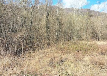 img-20250313-wa0018 - Agricultural land via Lungo Fiume Blancio, Torre Pellice - photo 10