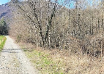 img-20250313-wa0015 - Agricultural land via Lungo Fiume Blancio, Torre Pellice - photo 11