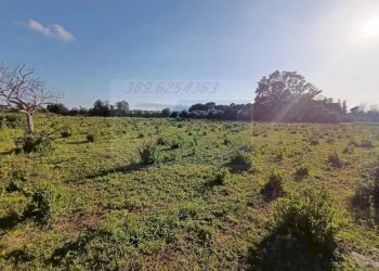 Terreno agricolo Traversa Masseria Gargallo, Siracusa - foto 5