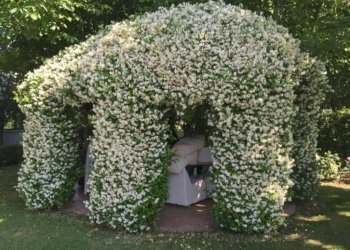 Giardino - Villa Carpi - foto 37