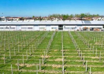 Terreno - Villa Carpi - foto 41