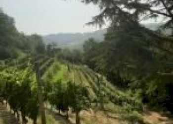 Terreno agricolo Cossano Belbo - foto 18