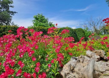 Terreno - Villa Canelli - foto 15