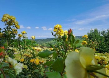 Vista - Villa Canelli - foto 16