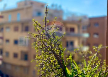 Appartamento via ugo de carolis, Roma (zona Balduina) - foto 6