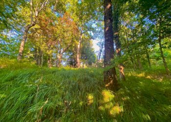 Terreno - Villa via Pallavicino, Cantalupo Ligure - foto 47