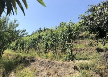 Building land San Secondo di Pinerolo - photo 5