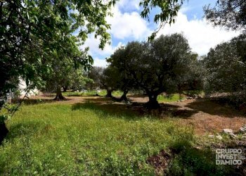 Terreno - Villa via Sant'Ilario, Cisternino - foto 15