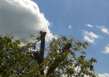 Apartment Battifollo - photo 7