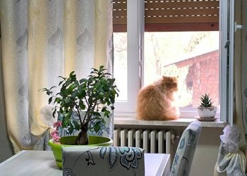 Veranda - Independent house Villanova Mondovì - photo 2