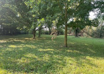 Rustico via stradelle, Copparo - foto 14