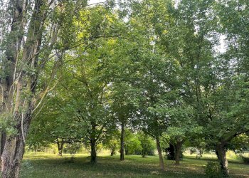 Rustico via stradelle, Copparo - foto 18