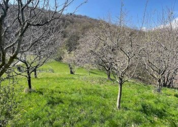 Giardino - Villa strada Cantone Pezza, 30/32, Biella - foto 4