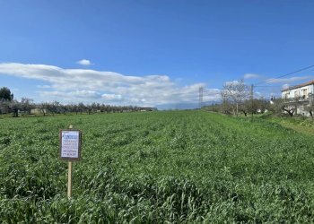 Terreno edificabile Strada dei Fiori, Collecorvino - foto 1