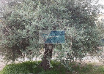 Villa Via Lipari, Avola - foto 10