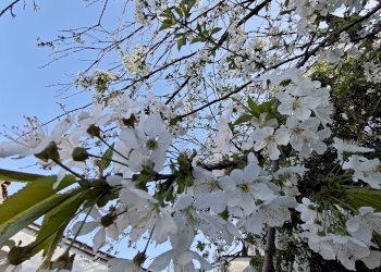 Rustic Carmagnola - photo 37