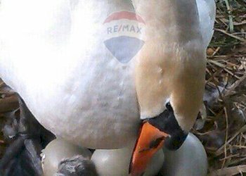 Bilocale Trezzo sull'Adda - foto 17