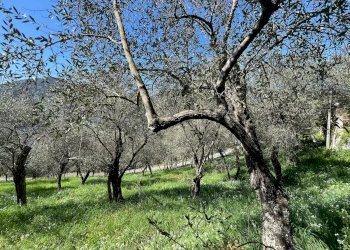 Terreno - Attico Località San Pier di Canne Case Sparse, Chiavari - foto 12