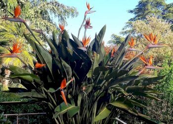 Appartamento via Duca degli Abruzzi, Sanremo - foto 9