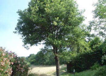 Terreno - Casa indipendente via San Martino, Monte San Pietro - foto 45