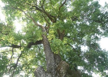 Terreno - Casa indipendente via San Martino, Monte San Pietro - foto 47
