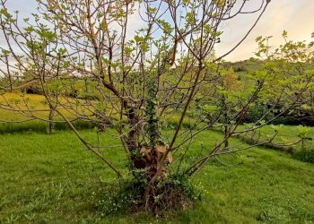 Villa Unifamiliare Lesignano de' Bagni - foto 6