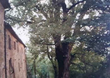 Cascina Serre, Radicondoli - foto 17