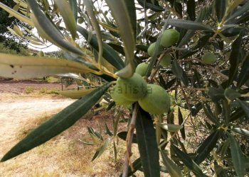 Villa Caccianova, 1, Cassano all'Ionio - photo 4