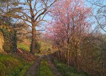 Cascina San Damiano d'Asti - foto 42