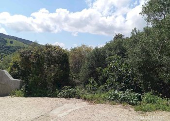 Appartamento Torpè - foto 5