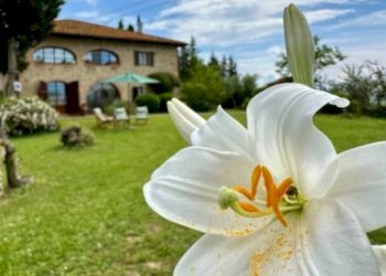 Giardino - Rustic via Botinaccio, Montelupo Fiorentino - photo 5