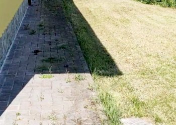 Casa indipendente Reggio nell'Emilia - foto 4