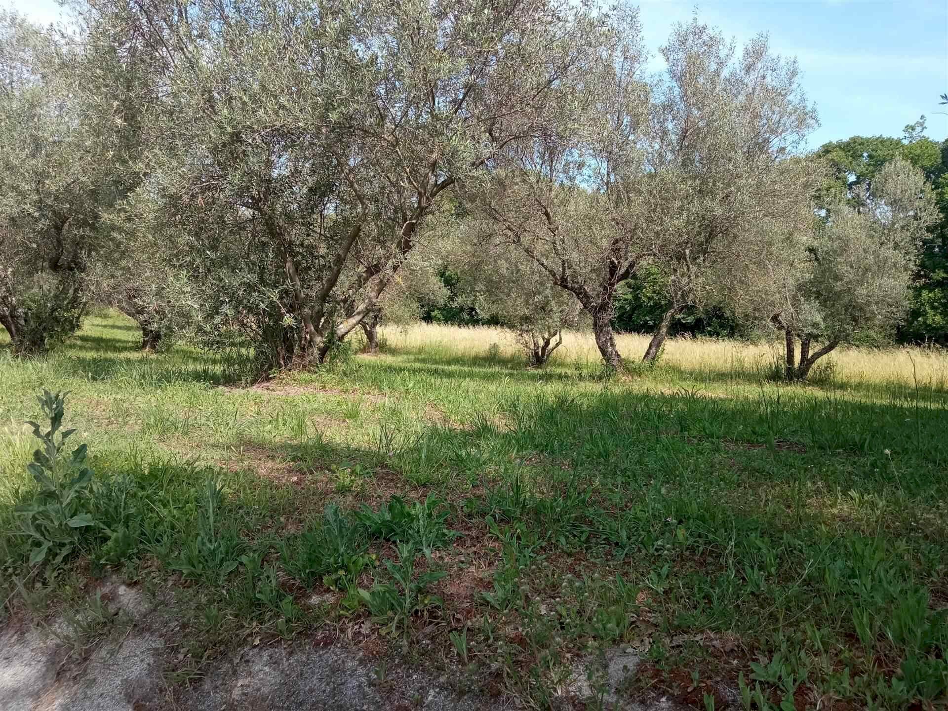 Terreno agricolo -, Vetralla - foto 1