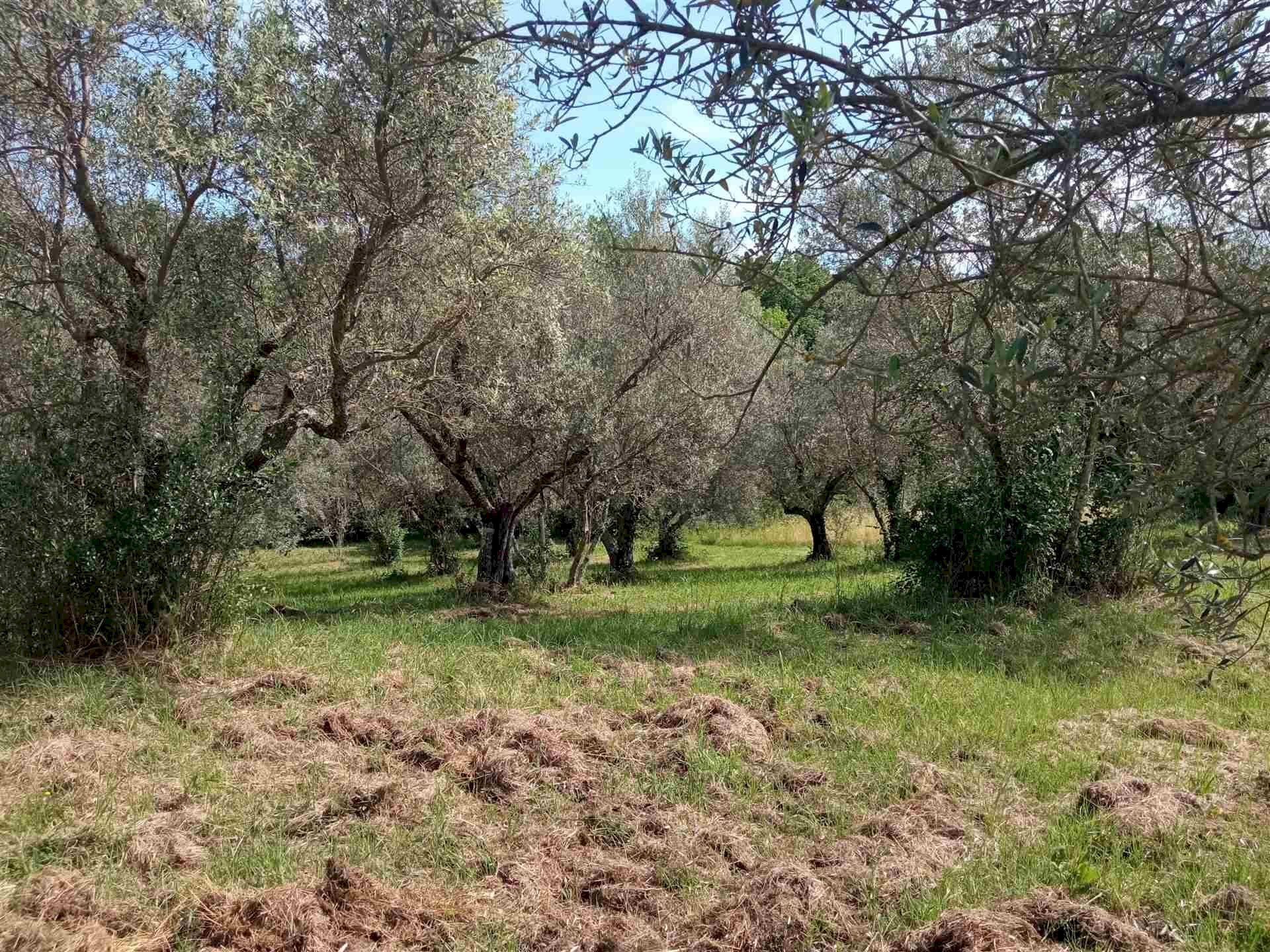 Terreno agricolo -, Vetralla - foto 2