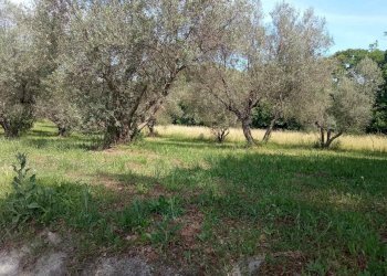 Terreno agricolo -, Vetralla - foto 1