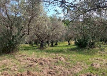 Terreno agricolo -, Vetralla - foto 2