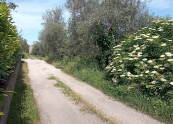 Terreno agricolo -, Vetralla - foto 6