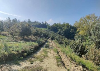 Terreno - Rustico Frazione Vaglierano, 56, Asti - foto 37