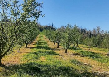 Terreno - Rustico Frazione Vaglierano, 56, Asti - foto 40