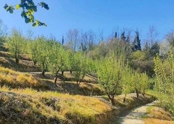 Terreno - Rustico Frazione Vaglierano, 56, Asti - foto 41