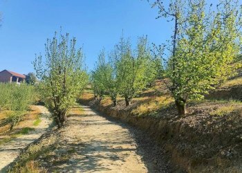 Terreno - Rustico Frazione Vaglierano, 56, Asti - foto 42