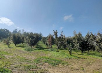 Terreno - Rustico Frazione Vaglierano, 56, Asti - foto 45