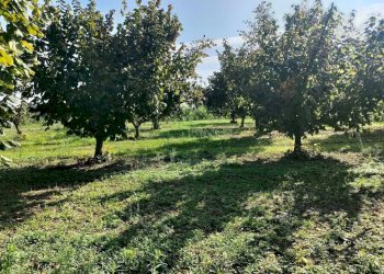 Terreno - Rustico Frazione Vaglierano, 56, Asti - foto 46