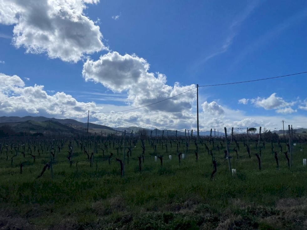 Terreno agricolo Imola - foto 2