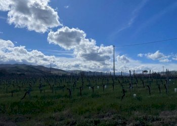 Terreno agricolo Imola - foto 2