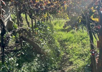 Casale Via Cupa Vicinale Cupa Cintia, Napoli (zona Soccavo) - foto 9