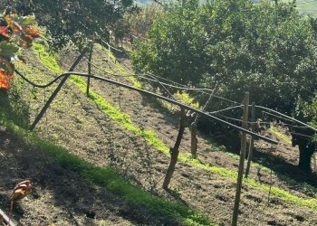 Casale Via Cupa Vicinale Cupa Cintia, Napoli (zona Soccavo) - foto 10