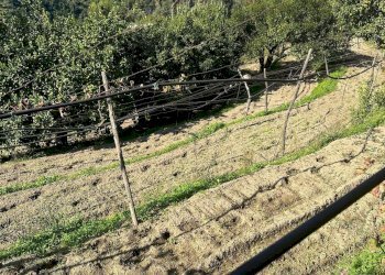 Casale Via Cupa Vicinale Cupa Cintia, Napoli (zona Soccavo) - foto 16