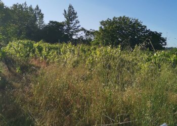 Terreno agricolo via pietrarsa, Pozzuoli - foto 26